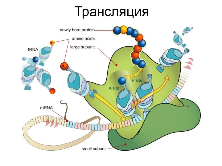 Трансляция