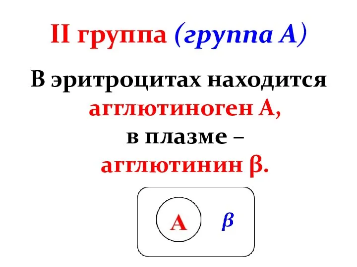 II группа (группа А) В эритроцитах находится агглютиноген А, в плазме – агглютинин β.