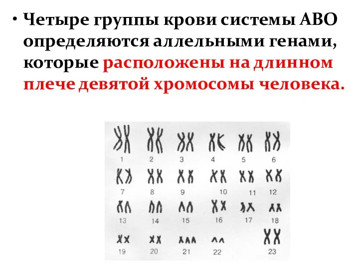 Четыре группы крови системы АВО определяются аллельными генами, которые расположены на длинном плече девятой хромосомы человека.