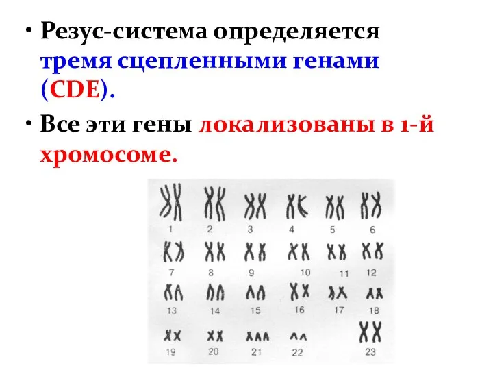 Резус-система определяется тремя сцепленными генами (CDE). Все эти гены локализованы в 1-й хромосоме.