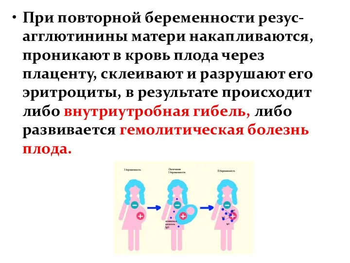 При повторной беременности резус-агглютинины матери накапливаются, проникают в кровь плода через плаценту,