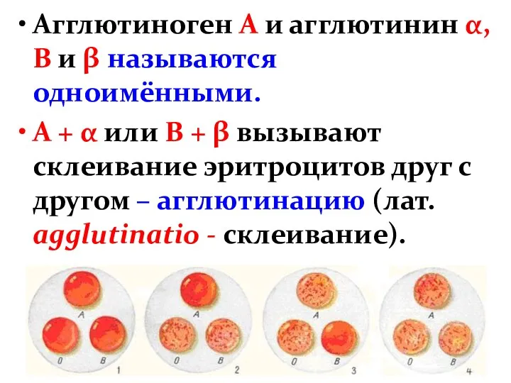 Агглютиноген А и агглютинин α, В и β называются одноимёнными. А +