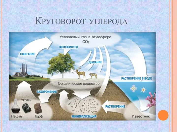 Круговорот углерода