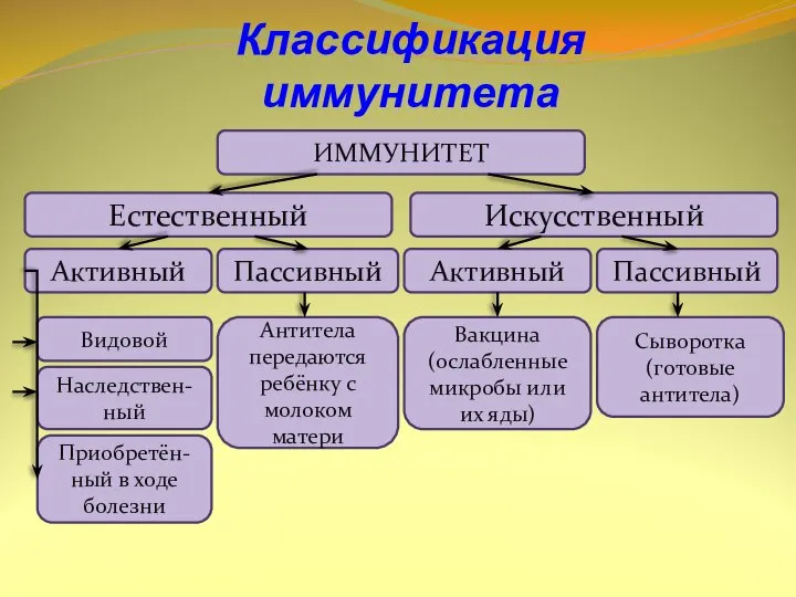 Классификация иммунитета ИММУНИТЕТ Естественный Искусственный Пассивный Активный Пассивный Активный Видовой Приобретён-ный в