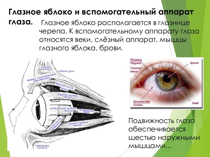 Глазное яблоко и вспомогательный аппарат глаза. Глазное яблоко располагается в глазнице черепа.
