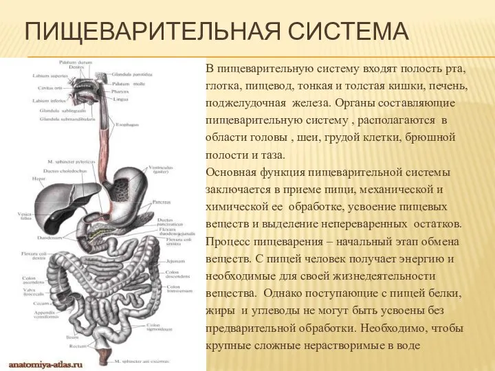 ПИЩЕВАРИТЕЛЬНАЯ СИСТЕМА В пищеварительную систему входят полость рта, глотка, пищевод, тонкая и