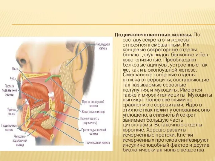 Поднижнечелюстные железы. По составу секрета эти железы относятся к смешанным. Их концевые