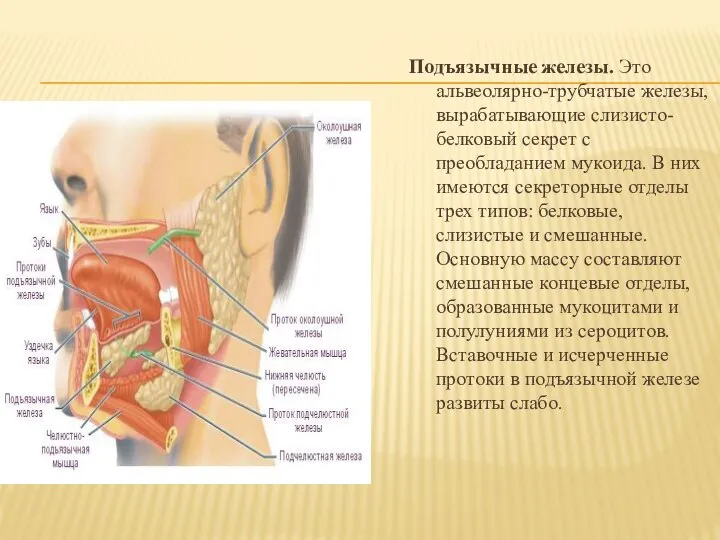 Подъязычные железы. Это альвеолярно-трубчатые железы, вырабатывающие слизисто-белковый секрет с преобладанием мукоида. В