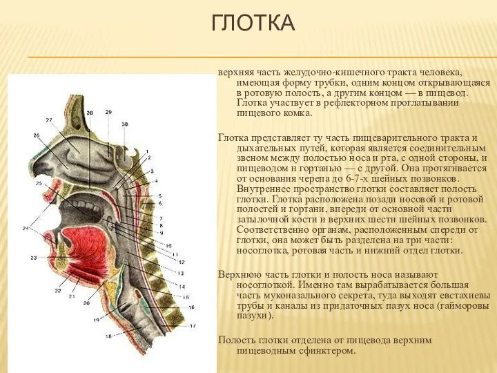 ГЛОТКА верхняя часть желудочно-кишечного тракта человека, имеющая форму трубки, одним концом открывающаяся