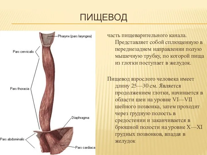 ПИЩЕВОД часть пищеварительного канала. Представляет собой сплющенную в переднезаднем направлении полую мышечную