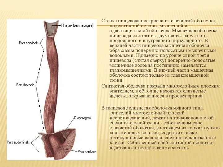 Стенка пищевода построена из слизистой оболочки, подслизистой основы, мышечной и адвентициальной оболочек.