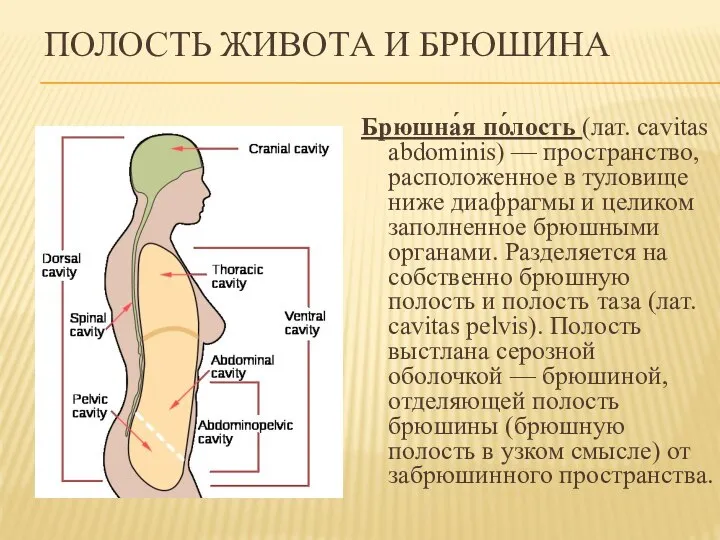 ПОЛОСТЬ ЖИВОТА И БРЮШИНА Брюшна́я по́лость (лат. cavitas abdominis) — пространство, расположенное