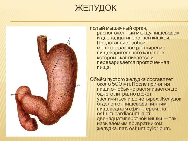 ЖЕЛУДОК полый мышечный орган, расположенный между пищеводом и двенадцатиперстной кишкой. Представляет собой