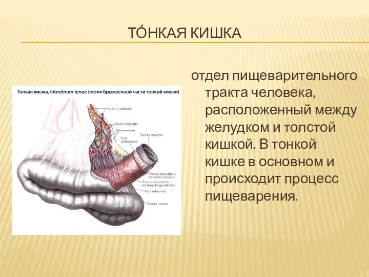 ТО́НКАЯ КИШКА отдел пищеварительного тракта человека, расположенный между желудком и толстой кишкой.