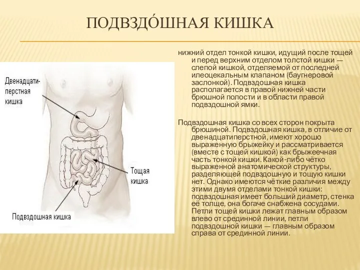 ПОДВЗДО́ШНАЯ КИШКА нижний отдел тонкой кишки, идущий после тощей и перед верхним