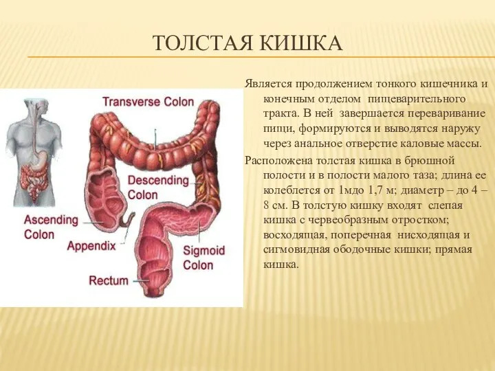 ТОЛСТАЯ КИШКА Является продолжением тонкого кишечника и конечным отделом пищеварительного тракта. В