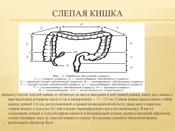 СЛЕПАЯ КИШКА первый участок толстой кишки от её начала до места впадения