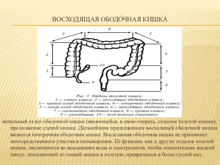 ВОСХОДЯЩАЯ ОБОДО́ЧНАЯ КИШКА́ начальный отдел ободочной кишки (являющейся, в свою очередь, отделом