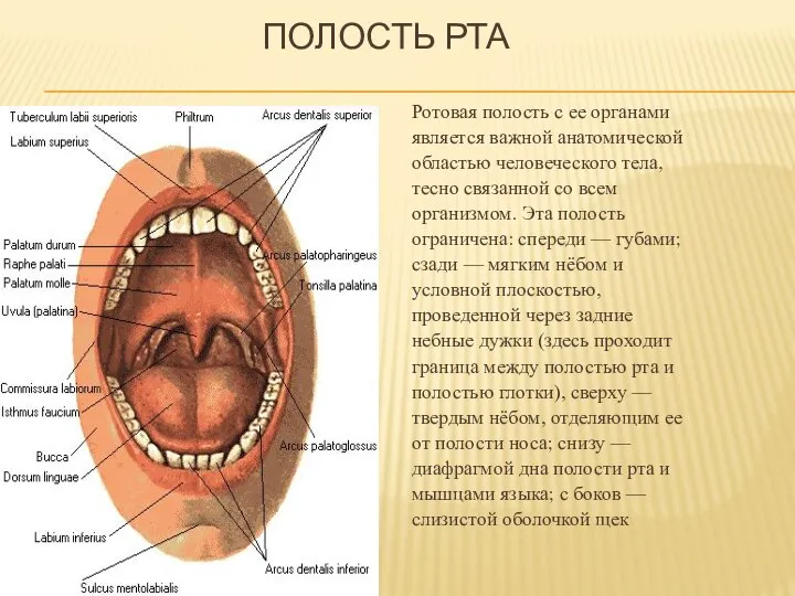 ПОЛОСТЬ РТА Ротовая полость с ее органами является важной анатомической областью человеческого