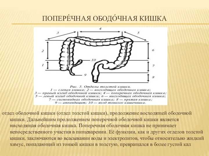 ПОПЕРЕ́ЧНАЯ ОБОДО́ЧНАЯ КИШКА отдел ободочной кишки (отдел толстой кишки), продолжение восходящей ободочной