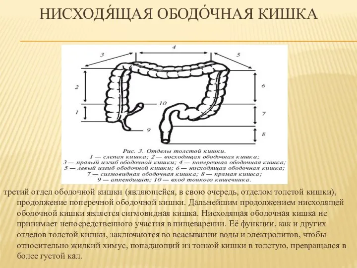 НИСХОДЯ́ЩАЯ ОБОДО́ЧНАЯ КИШКА третий отдел ободочной кишки (являющейся, в свою очередь, отделом