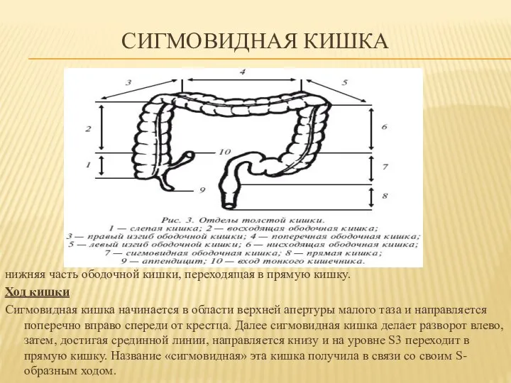 СИГМОВИДНАЯ КИШКА нижняя часть ободочной кишки, переходящая в прямую кишку. Ход кишки