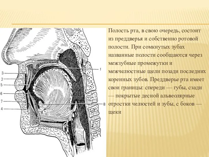 Полость рта, в свою очередь, состоит из преддверья и собственно ротовой полости.