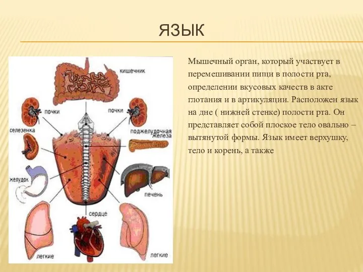 ЯЗЫК Мышечный орган, который участвует в перемешивании пищи в полости рта, определении