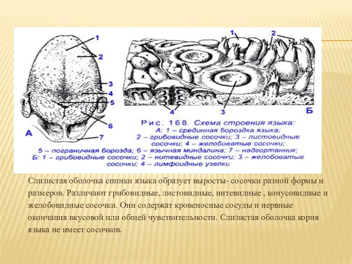 Слизистая оболочка спинки языка образует выросты- сосочки разной формы и размеров. Различают