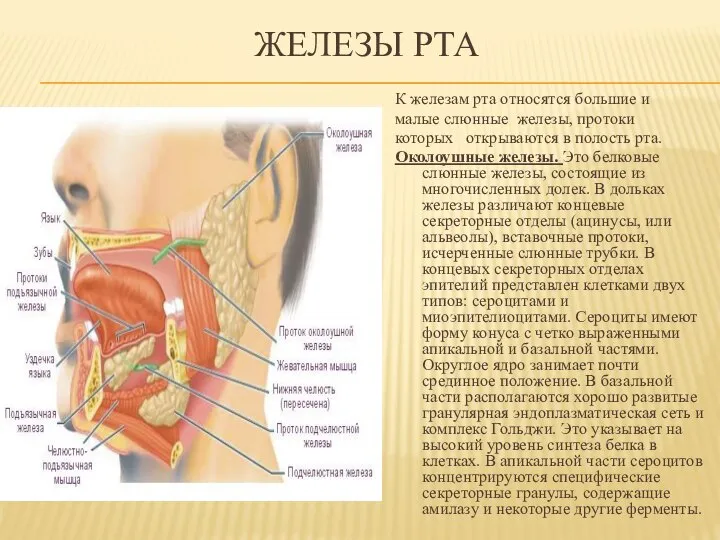 ЖЕЛЕЗЫ РТА К железам рта относятся большие и малые слюнные железы, протоки