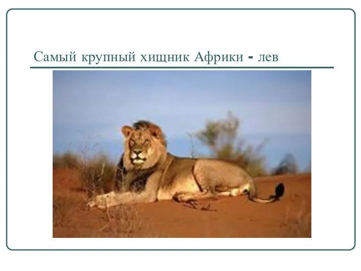 Самый крупный хищник Африки - лев