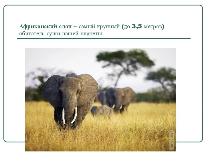 Африканский слон – самый крупный (до 3,5 метров) обитатель суши нашей планеты