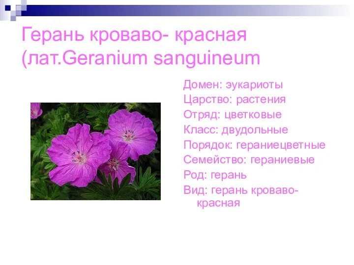 Герань кроваво- красная(лат.Geranium sanguineum Домен: эукариоты Царство: растения Отряд: цветковые Класс: двудольные