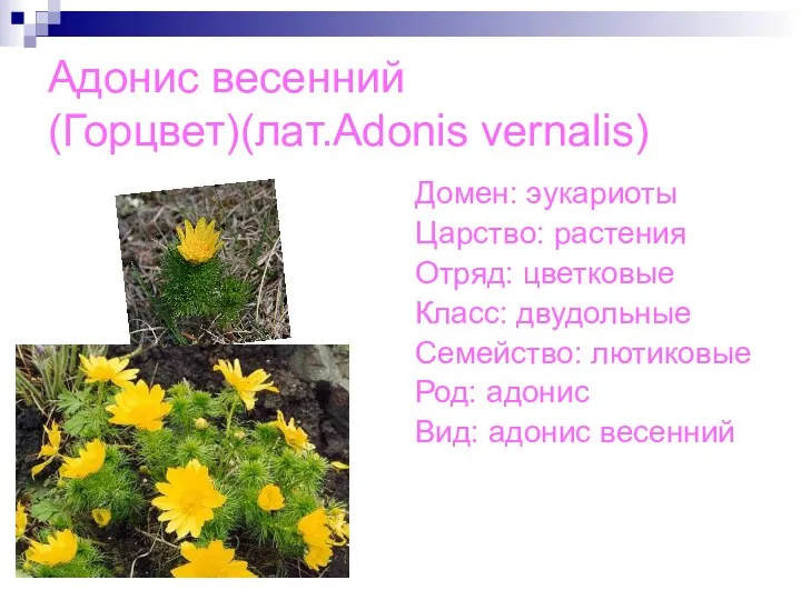 Адонис весенний(Горцвет)(лат.Adonis vernalis) Домен: эукариоты Царство: растения Отряд: цветковые Класс: двудольные Семейство: