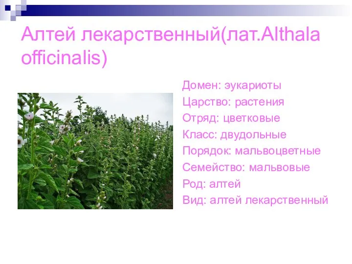 Алтей лекарственный(лат.Althala officinalis) Домен: эукариоты Царство: растения Отряд: цветковые Класс: двудольные Порядок: