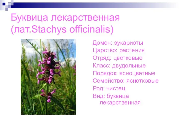 Буквица лекарственная(лат.Stachys officinalis) Домен: эукариоты Царство: растения Отряд: цветковые Класс: двудольные Порядок: