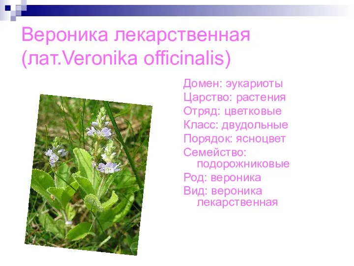 Вероника лекарственная(лат.Veronika officinalis) Домен: эукариоты Царство: растения Отряд: цветковые Класс: двудольные Порядок: