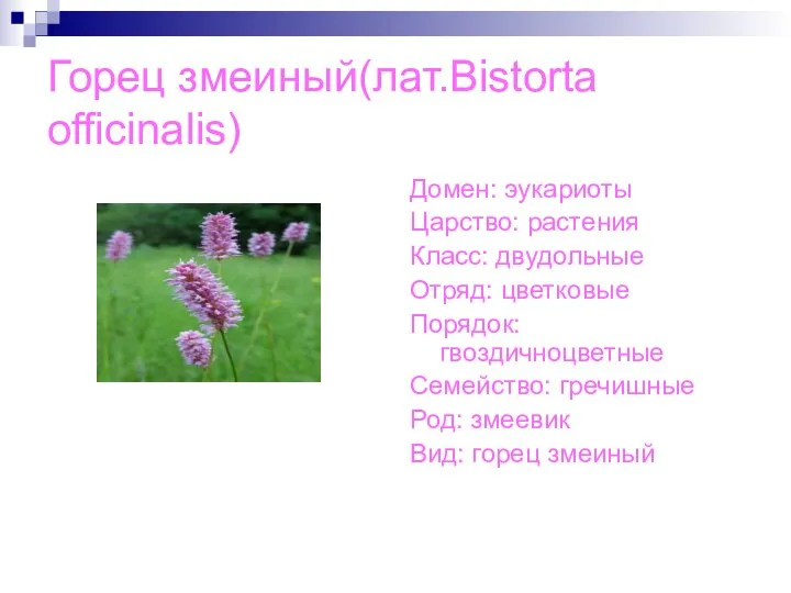 Горец змеиный(лат.Bistorta officinalis) Домен: эукариоты Царство: растения Класс: двудольные Отряд: цветковые Порядок: