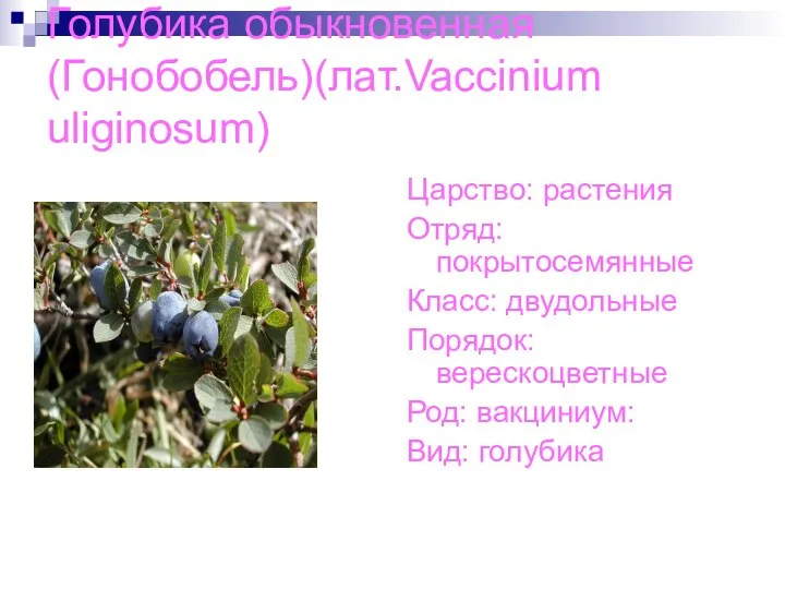 Голубика обыкновенная(Гонобобель)(лат.Vaccinium uliginosum) Царство: растения Отряд: покрытосемянные Класс: двудольные Порядок: верескоцветные Род: вакциниум: Вид: голубика