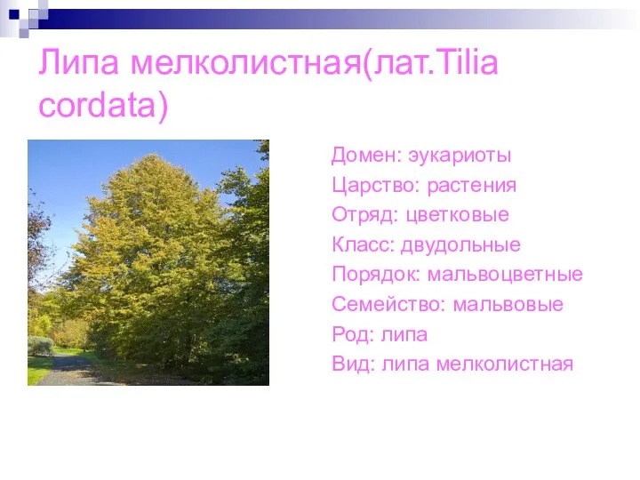 Липа мелколистная(лат.Tilia cordata) Домен: эукариоты Царство: растения Отряд: цветковые Класс: двудольные Порядок: