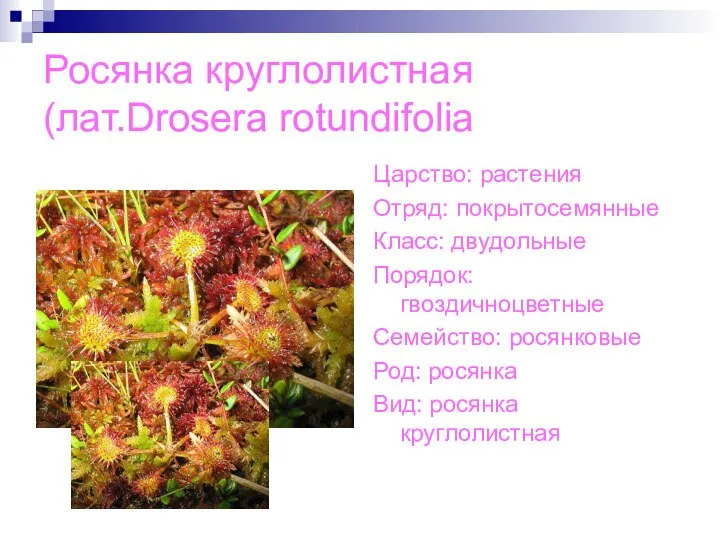 Росянка круглолистная(лат.Drosera rotundifolia Царство: растения Отряд: покрытосемянные Класс: двудольные Порядок: гвоздичноцветные Семейство: