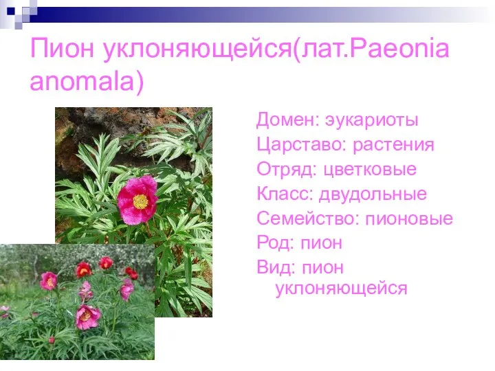 Пион уклоняющейся(лат.Paeonia anomala) Домен: эукариоты Царставо: растения Отряд: цветковые Класс: двудольные Семейство: