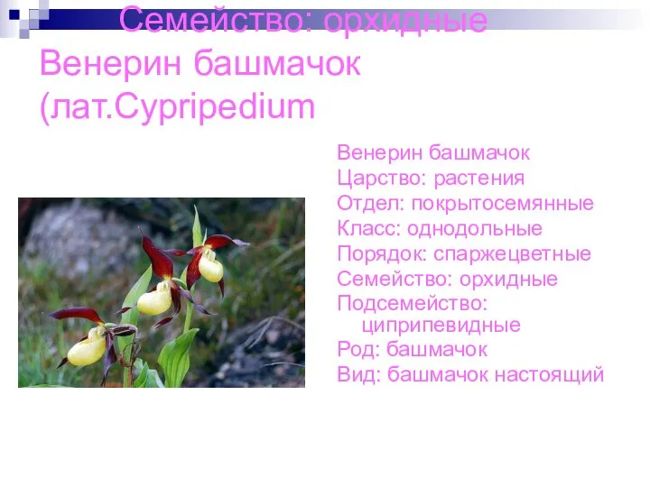 Семейство: орхидные Венерин башмачок(лат.Cypripedium Венерин башмачок Царство: растения Отдел: покрытосемянные Класс: однодольные