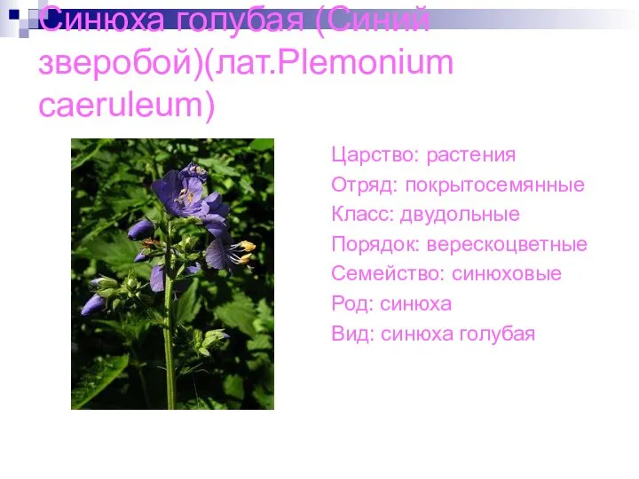 Синюха голубая (Синий зверобой)(лат.Plemonium caeruleum) Царство: растения Отряд: покрытосемянные Класс: двудольные Порядок: