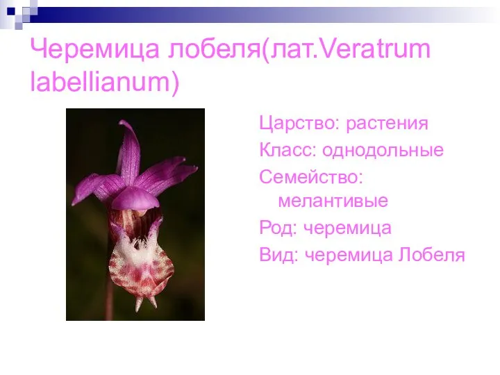 Черемица лобеля(лат.Veratrum labellianum) Царство: растения Класс: однодольные Семейство: мелантивые Род: черемица Вид: черемица Лобеля