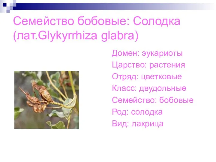 Семейство бобовые: Солодка(лат.Glykyrrhiza glabra) Домен: эукариоты Царство: растения Отряд: цветковые Класс: двудольные