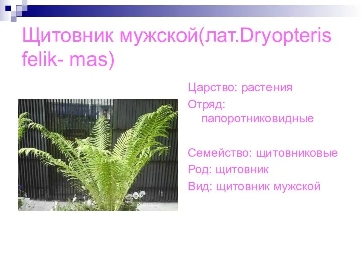 Щитовник мужской(лат.Dryopteris felik- mas) Царство: растения Отряд: папоротниковидные Семейство: щитовниковые Род: щитовник Вид: щитовник мужской