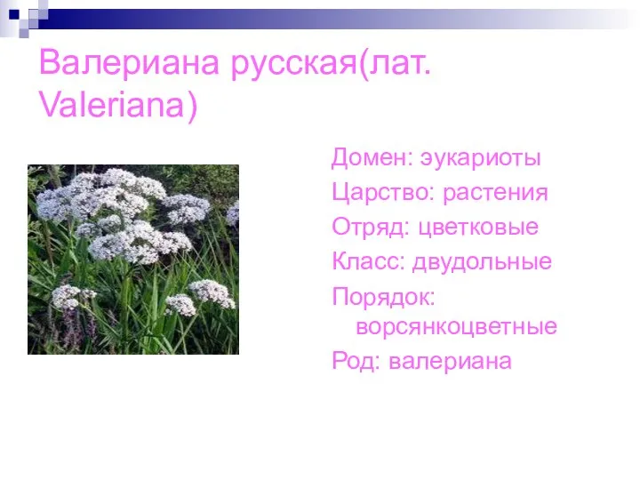 Валериана русская(лат. Valeriana) Домен: эукариоты Царство: растения Отряд: цветковые Класс: двудольные Порядок: ворсянкоцветные Род: валериана