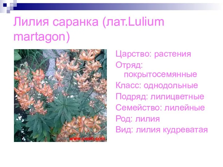 Лилия саранка (лат.Lulium martagon) Царство: растения Отряд: покрытосемянные Класс: однодольные Подряд: лилицветные