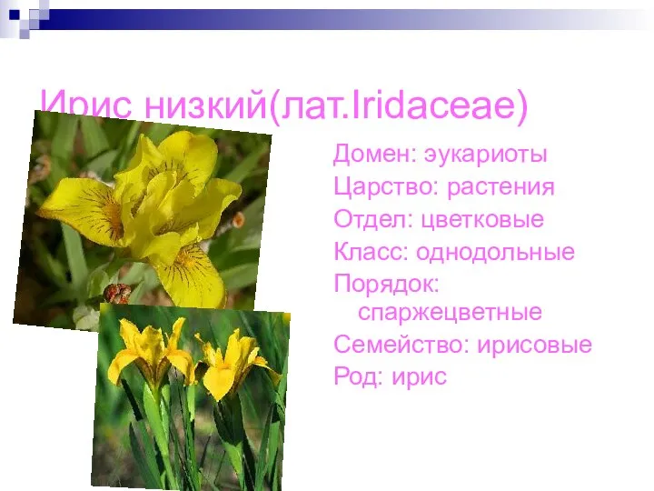 Ирис низкий(лат.Iridaceae) Домен: эукариоты Царство: растения Отдел: цветковые Класс: однодольные Порядок: спаржецветные Семейство: ирисовые Род: ирис